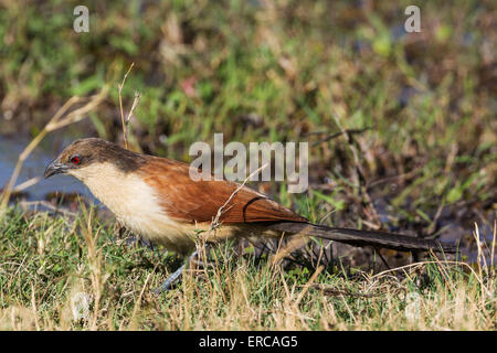 Coucal du Sénégal (Centropus senegalensis), Delta de l'Okavango, Moremi, Botswana Banque D'Images