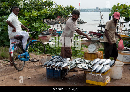 Les pêcheurs vendent leurs prises de thon au marché aux poissons de Galle sur le rivage de décrochage Fort Galle Sri Lanka Banque D'Images