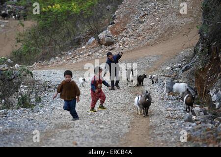 (150601) -- "LIUTONG, le 1 er juin 2015 (Xinhua) -- Les enfants en troupeaux mouton dans Nongyong Village de Bansheng Township dans "Liutong Yao comté autonome, le 7 mars 2015. Le 1 juin marque la Journée internationale des enfants. (Xinhua/Huang Xiaobang) (lfj) Banque D'Images