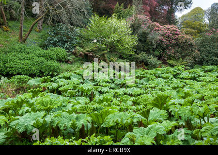 Une masse de plus en plus Gunnera manicata Trebah gardens près de Falmouth en Cornouailles, Angleterre. Banque D'Images