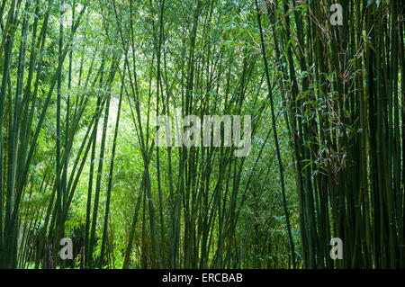 Verdure douce et rayonnante et cannes de bambou dans un jardin de Cornouailles. Banque D'Images