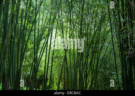 Verdure douce et rayonnante et cannes de bambou dans un jardin de Cornouailles. Banque D'Images