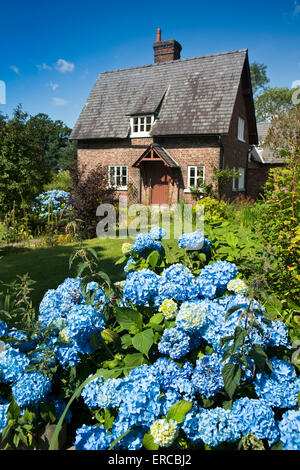 Royaume-uni, Angleterre, Cheshire, Styal, PLI FERME, bleu couleurs hortensias dans Chalet jardin Banque D'Images