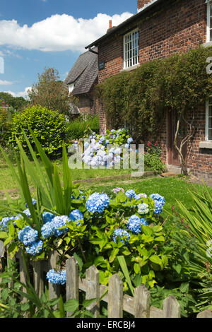 Royaume-uni, Angleterre, Cheshire, Styal, PLI FERME, bleu couleurs hortensias dans Chalet jardin Banque D'Images