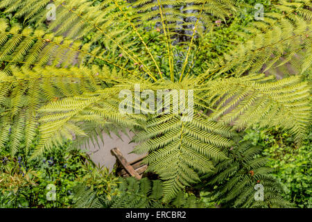 High angle view sur un palmier dans la carrière jardin à Standen House, East Grinstead, Sussex de l'Ouest, Angleterre, Royaume-Uni. Banque D'Images