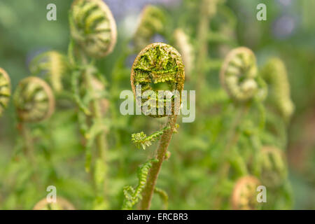 Macro d'une fougère curl dans la carrière jardin à Standen House, East Grinstead, Sussex de l'Ouest, Angleterre, Royaume-Uni. Banque D'Images