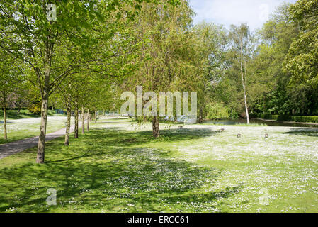 Le pâturage de bernaches du Canada au milieu d'un tapis de pâquerettes dans Parc Rowntree, ville de York, Angleterre Banque D'Images