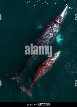 Une baleine grise et son petit migrent vers le nord le long de la côte californienne sur leur façon d'alimentation estivales dans l'Arctique. Les scientifiques sont à l'aide d'un drone pour produire des images aériennes très précises de baleine grise, puis d'analyser les images pour comprendre comment les conditions environnementales influent sur la santé des femmes adultes et, finalement, le succès de reproduction de la population. Banque D'Images