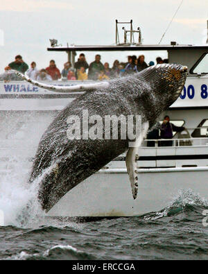 Une baleine à bosse de violation en face d'un bateau de croisière touristique dans le banc Stellwagen Bank National Marine Sanctuary dans le Massachusetts Bay, MA. Banque D'Images