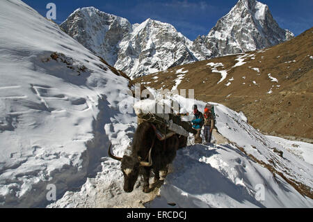 Napalese les porteurs et les bêtes de somme sur un sentier enneigé dans la région de l'Everest Népal Banque D'Images