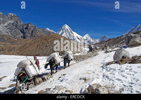 Un Napalese porter et ses animaux de bât sur un sentier enneigé dans la région de l'Everest Népal avec Pumori dans le contexte. Banque D'Images