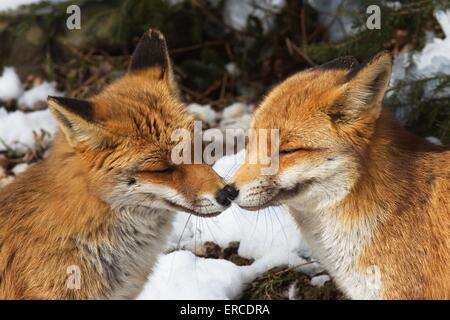 le renard roux Banque D'Images