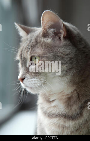 Gros plan d'un chat tabby gris et blanc en regardant hors d'une fenêtre. Elle a des yeux verts et un nez orange avec du blanc autour de son museau. Banque D'Images