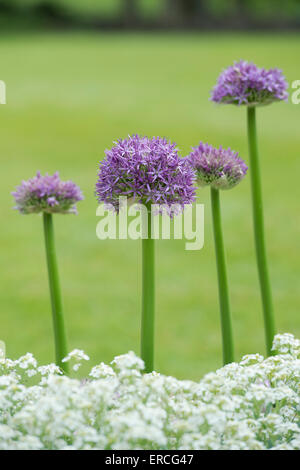 L'allium globemaster fleurs dans un jardin anglais Banque D'Images