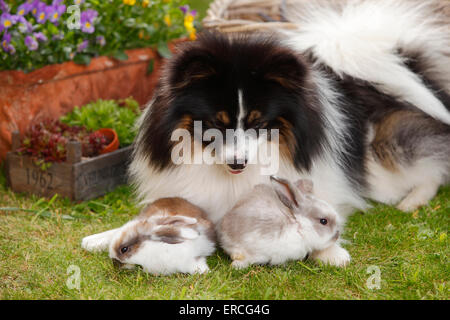 Dog Et Bélier Nain Lapin, Youngs, 5 semaines|Mischlingshund Zwergwidderkaninchen Jungtiere und,, 5 Wochen Banque D'Images