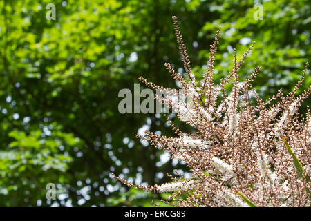 Un arbre dans la fleur du chou Banque D'Images