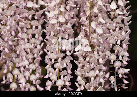 Détail de fleurs de lumière violette pâle mauve rose délicate couleur lavande pourpre fleurs de glycine Banque D'Images