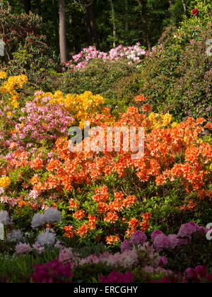 Rhododendron coloré fleurs à Lea Gardens, Lea,Derbyshire, Royaume-Uni. Banque D'Images