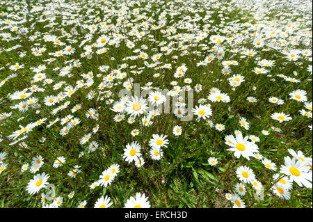 Longstanton, UK. 1er juin 2015. Le premier jour de l'été (en termes météorologiques) wild ox-eye les marguerites sont en fleurs sur le côté de la route à Longstanton près de Cambridge au Royaume-Uni. La météo à l'Est de l'UK Le temps anormalement froid et venteux pour la période de l'année et la pluie est déplacent de l'ouest ce soir. Credit : Julian Eales/Alamy Live News Banque D'Images