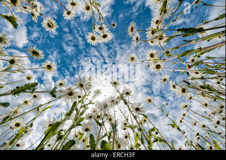 Longstanton, UK. 1er juin 2015. Le premier jour de l'été (en termes météorologiques) wild ox-eye les marguerites sont en fleurs sur le côté de la route à Longstanton près de Cambridge au Royaume-Uni. La météo à l'Est de l'UK Le temps anormalement froid et venteux pour la période de l'année et la pluie est déplacent de l'ouest ce soir. Credit : Julian Eales/Alamy Live News Banque D'Images