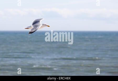Gull mouette voler contre une mer claire et le fond de ciel Banque D'Images