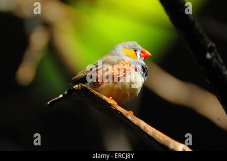 Zebra finch Banque D'Images