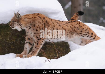 Lynx Banque D'Images