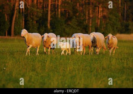 moutons Banque D'Images