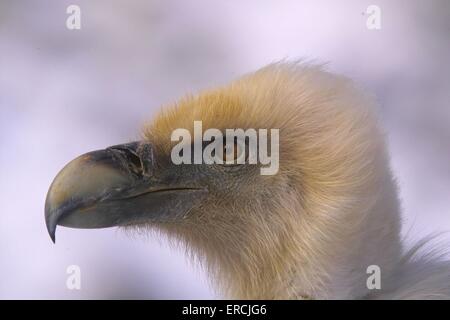 Eurasian griffon Banque D'Images