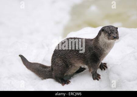 Loutre commune Banque D'Images