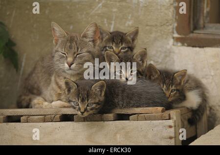 chats domestiques Banque D'Images