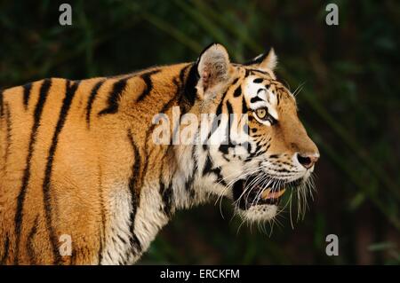 Portrait de tigre Banque D'Images