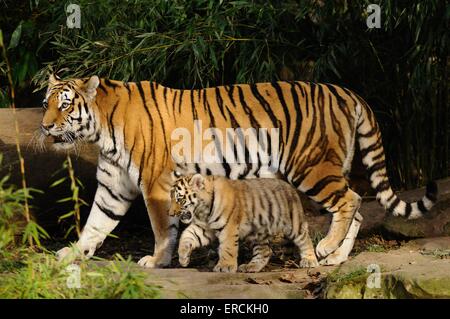 Tigre Banque D'Images