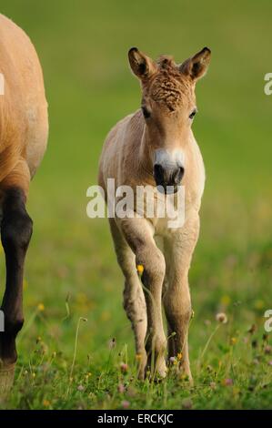 Jeune cheval Przewalskis Banque D'Images