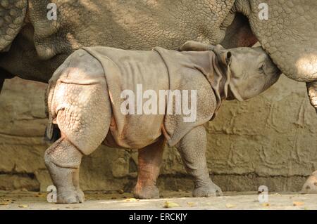 Grand rhinocéros à une corne Banque D'Images