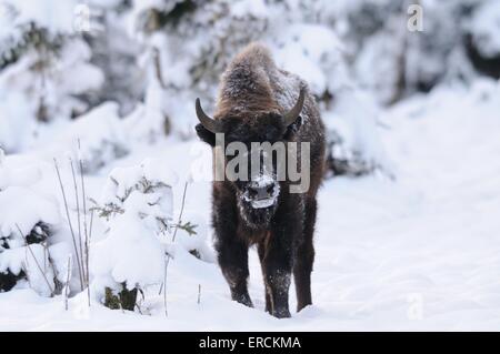 Bison d’Europe Banque D'Images