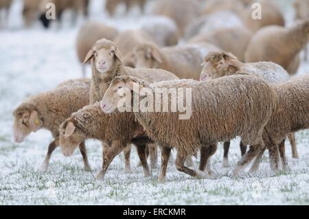 moutons Banque D'Images