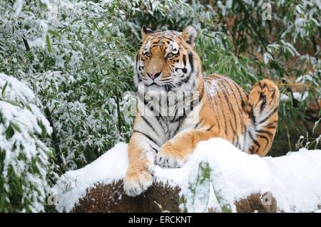 Tigre de Sibérie Banque D'Images