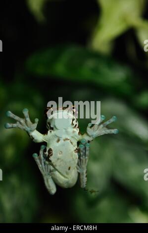 grenouille Banque D'Images