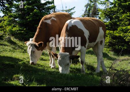 cattles Banque D'Images