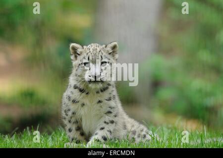 Les jeunes snow leopard Banque D'Images