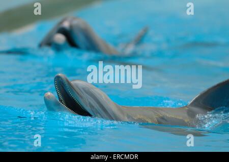 Les dauphins à nez de bouteille Banque D'Images