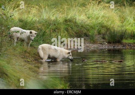 loups polaires Banque D'Images