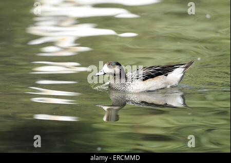 Canard siffleur d'Amérique Banque D'Images