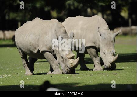 Square-lipped rhinos Banque D'Images