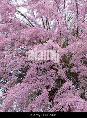 Arbre tamarix rose qui fleurit au printemps Banque D'Images