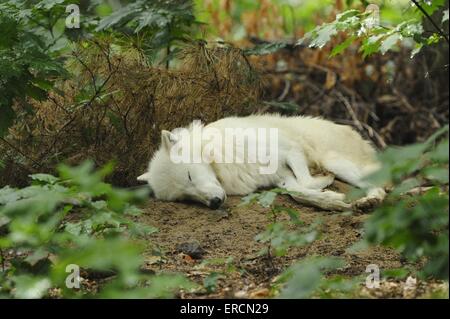 Loup polaire Banque D'Images