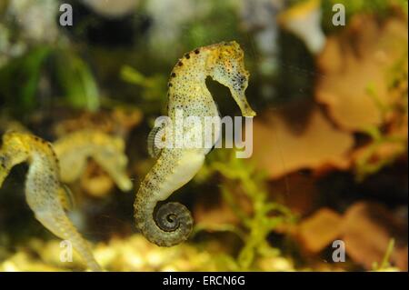 Court-snouted seahorse Banque D'Images