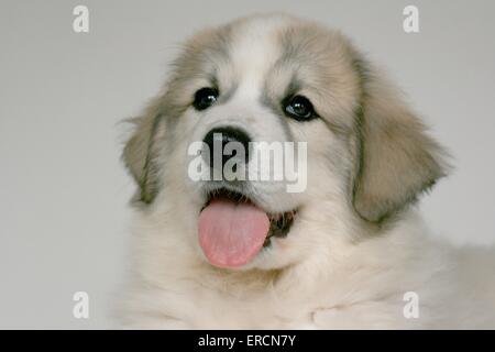 Portrait de chien de Montagne des Pyrénées Banque D'Images