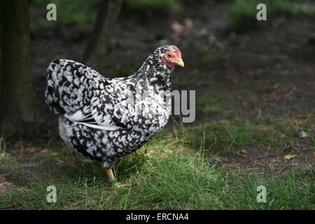 poule domestique Banque D'Images